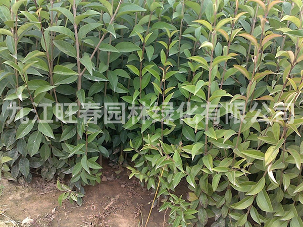 大葉女貞